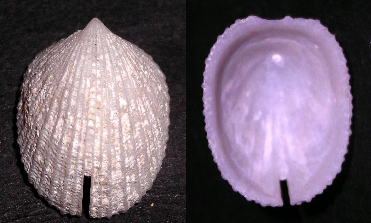 Emarginula sicula